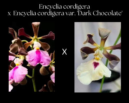 Encyclia cordigera var. tipo x Encyclia cordigera var. 'Dark Chocolate' Encyclia La Foresta Orchids 