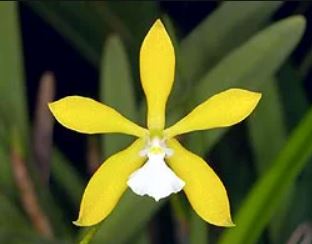Encyclia tampensis var. albolabia alba Encyclia La Foresta Orchids 