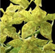 Product image thumbnail 1