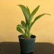 Product image thumbnail 3