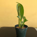 Product image thumbnail 5