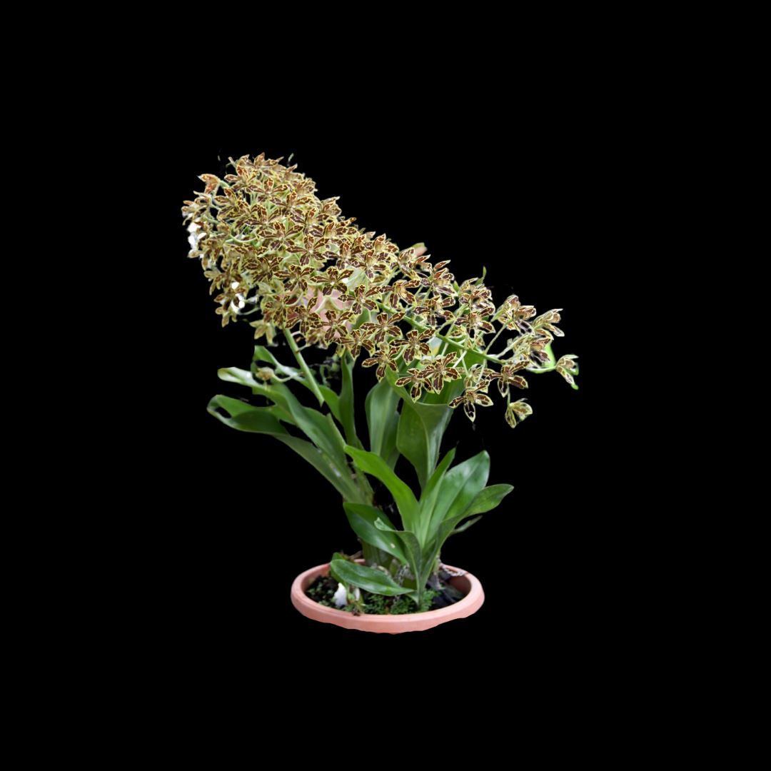 Grammatophyllum scriptum v. multiflorum Grammatophyllum La Foresta Orchids 