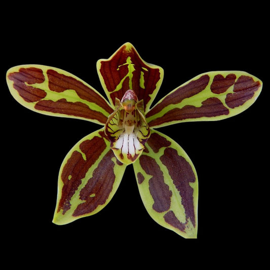 Grammatophyllum scriptum v. multiflorum Grammatophyllum La Foresta Orchids 