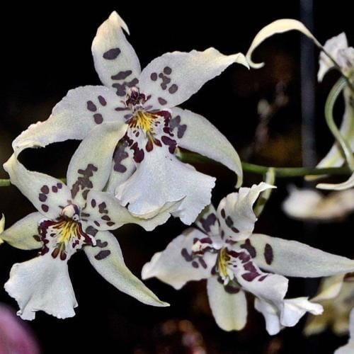In BLOOM! Oncidium Alliance: Bllra. Snowblind 'Sweet Spots' Oncidium La Foresta Orchids 
