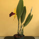 Product image thumbnail 7
