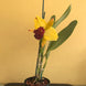 Product image thumbnail 4