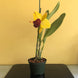 Product image thumbnail 5