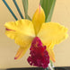 Product image thumbnail 3