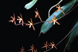 In Spike! Arachnis labrosa Vanda La Foresta Orchids 