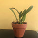 Product image thumbnail 4