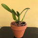 Product image thumbnail 6