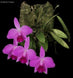 Product image thumbnail 3