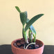 Product image thumbnail 8
