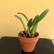 Product image thumbnail 5