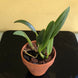 Product image thumbnail 7