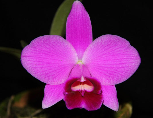Laelia pumila ‘Humongous’ x ‘Superdark’ Laelia La Foresta Orchids 