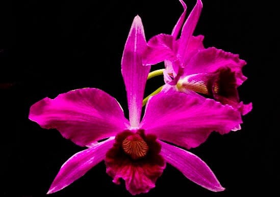 Cattleya purpurata var. sanguinea 'Flamea' x Laelia milleri
