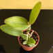 Product image thumbnail 9