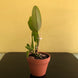 Product image thumbnail 7