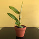 Product image thumbnail 6