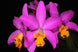 Product image thumbnail 4