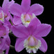 Product image thumbnail 5