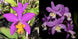 Product image thumbnail 3