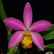 Product image thumbnail 1