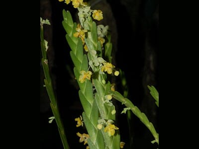 Lockhartia micrantha 'Blanco' Lockhartias La Foresta Orchids 