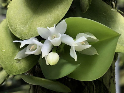 Meiracyllium trinasutum var. album Cattleya La Foresta Orchids 