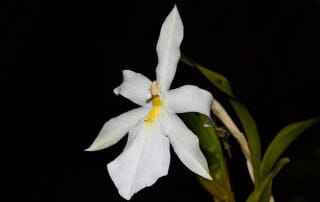 Miltonia spectabilis moreliana var. alba Miltonia La Foresta Orchids 
