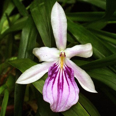 Miltonia spectabilis moreliana var. semi alba Miltonia La Foresta Orchids 