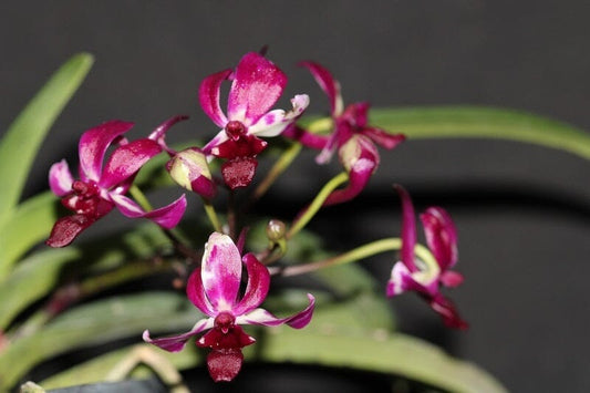 Neofinetia falcata x Rhynchostylis gigantea Vanda La Foresta Orchids 