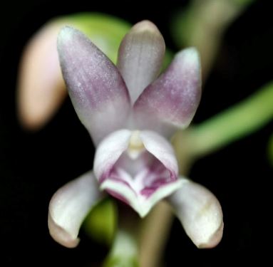 Oeceoclades monophyllia Oeceoclades La Foresta Orchids 