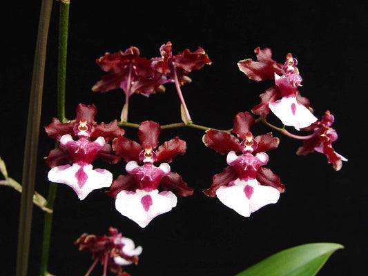 Onc. Sharry Baby 'Sweet Fragrance' AM/AOS Oncidium La Foresta Orchids 