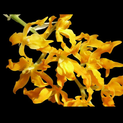 Oncidium Alliance: Brassia aurantiaca x Gomesa crispa Oncidium La Foresta Orchids 