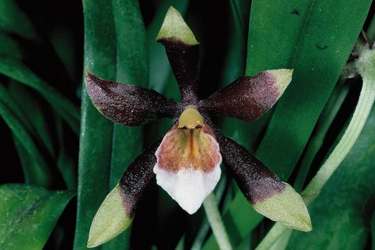 Oncidium Alliance - Cischweinfia sheehaniae Oncidium La Foresta Orchids 