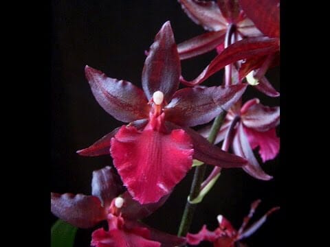 Oncidium Alliance: Colmanara Massai 'Red' - In SPIKE! Oncidium La Foresta Orchids 