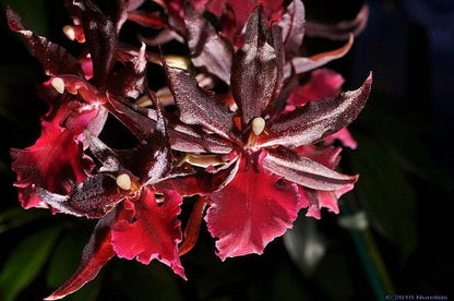 Oncidium Alliance: Colmanara Massai 'Red' - In SPIKE! Oncidium La Foresta Orchids 