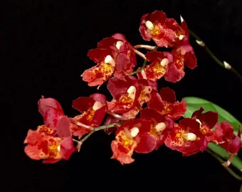 Oncidium Alliance - Howeara Lava Burst Pacific Sunrise Oncidium La Foresta Orchids 