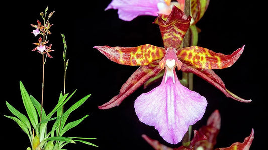 Oncidium Alliance - Lemboglossum bictoniense Oncidium La Foresta Orchids 