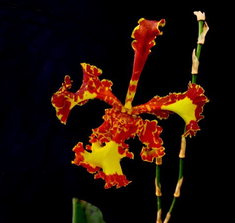 Oncidium Alliance - Psychopsis Mariposa 'Special' Three Lips Psychopsis La Foresta Orchids 