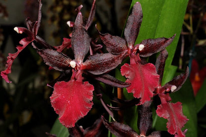 Oncidium Alliance: Rhynchostele bictoniensis x Oncidium cariniferum Oncidium La Foresta Orchids 