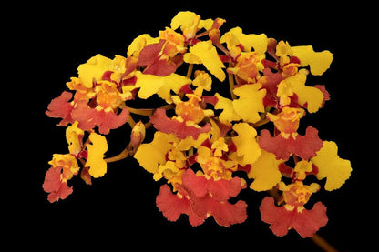 Oncidium Alliance - Tolumnia guianensis Tolumnia La Foresta Orchids 