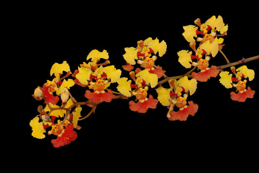 Oncidium Alliance - Tolumnia guianensis Tolumnia La Foresta Orchids 