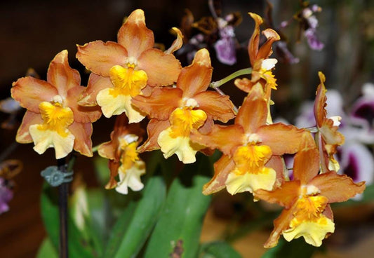 Oncidium Alliance - Wilsonara Hilda Plum Tree 'HOF' Oncidium La Foresta Orchids 
