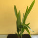 Product image thumbnail 7