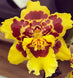 Product image thumbnail 1