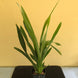 Product image thumbnail 6