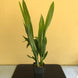 Product image thumbnail 5